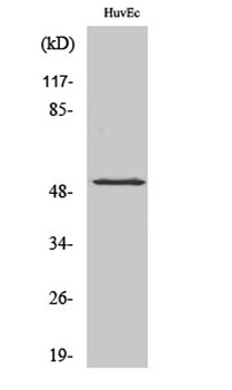 HNF4-alpha (phospho-Ser313) antibody