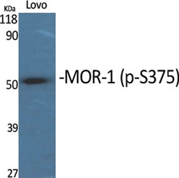 MOR-1 (phospho-Ser375) antibody