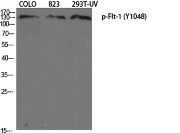 Flt-1 (phospho Tyr1048) rabbit pAb