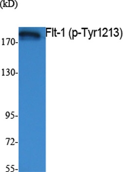 Flt-1 (phospho Tyr1213) rabbit pAb Antibody