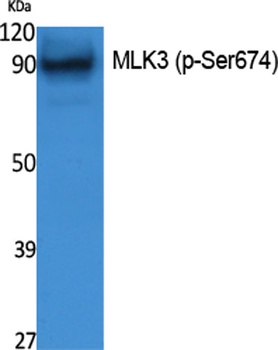 MLK3 (phospho Ser674) rabbit pAb