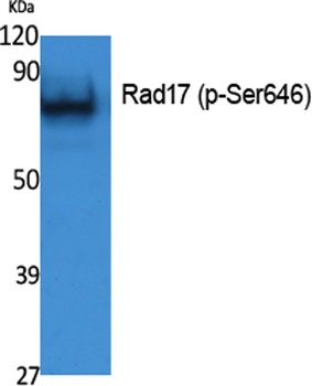 Rad17 (phospho Ser646) rabbit pAb
