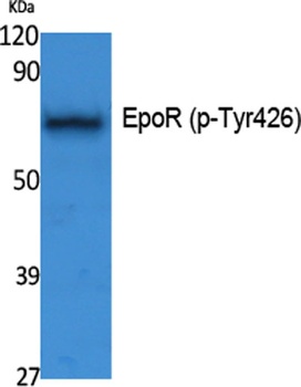 EpoR (phospho Tyr426) rabbit pAb