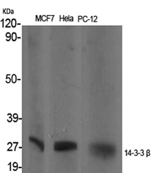 14-3-3 beta antibody