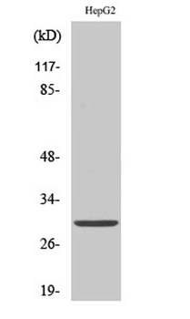 14-3-3 ε rabbit pAb