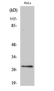 14-3-3 Theta/Tau antibody