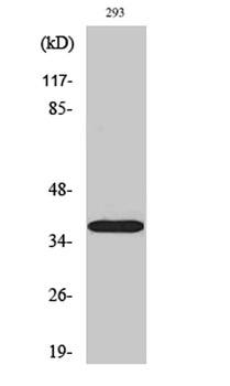 17beta-HSD11 antibody