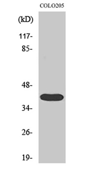 3pK antibody