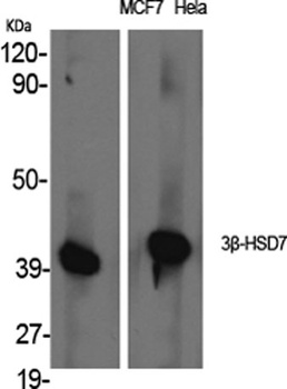 3beta-HSD7 antibody