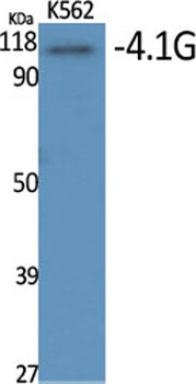 4.1G antibody