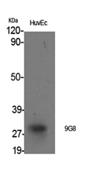 9G8 antibody