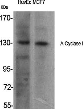 A Cyclase I antibody