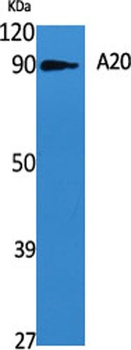 A20 antibody