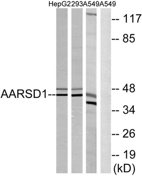 AARSD1 rabbit pAb Antibody