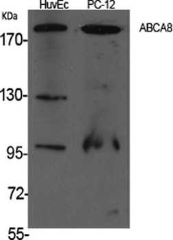 ABCA8 rabbit pAb Antibody