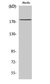 ABCA8 rabbit pAb Antibody
