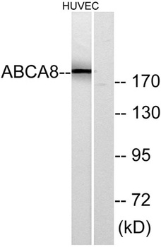 ABCA8 rabbit pAb