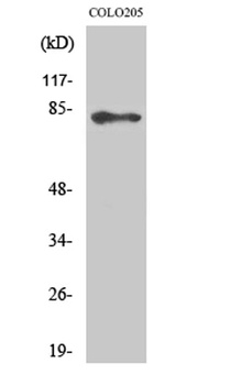 ABCB10 rabbit pAb