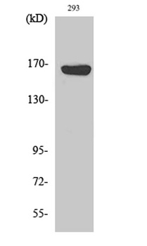 ABCC12 antibody