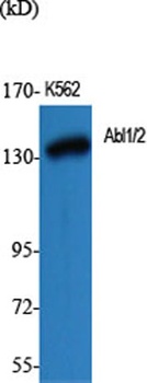 Abl1/2 antibody