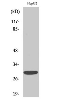 ACBD6 antibody