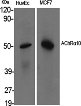 AChR alpha 10 antibody