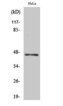 ACOT4 antibody