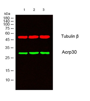 Acrp30 antibody