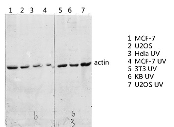 Actin rabbit pAb Antibody