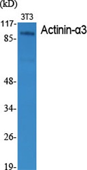 Actinin-alpha3 antibody