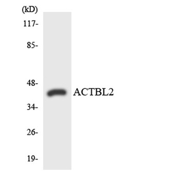 Actin-κ rabbit pAb Antibody