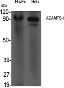 ADAMTS-1 antibody