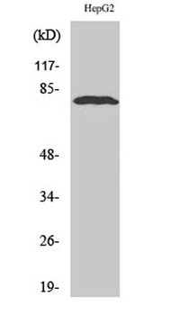 ADAR2 antibody