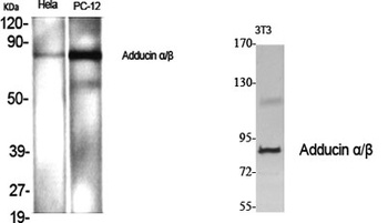 Adducin alpha/beta antibody