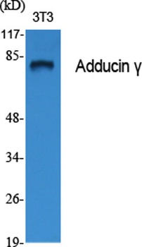 Adducin gamma antibody