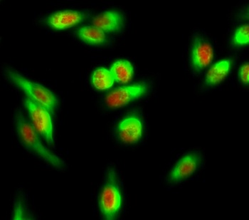 AF-10 antibody