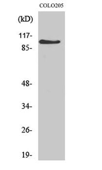 AF-10 rabbit pAb Antibody