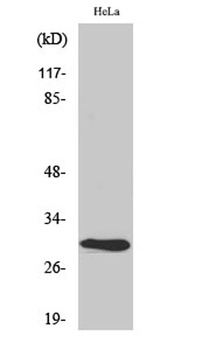 AI-BP antibody