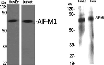 AIF-M1 antibody