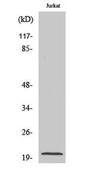 AK6 antibody