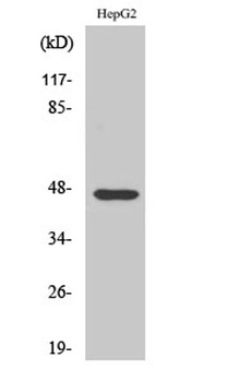 AKAP 79 antibody