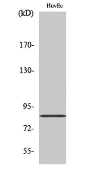 ALS2CR8 antibody