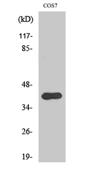 AMID antibody