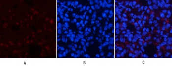 AMPKα1 rabbit pAb