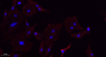 Annexin VI rabbit pAb
