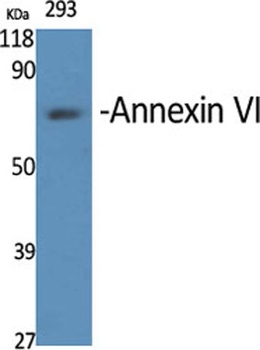 Annexin VI rabbit pAb Antibody