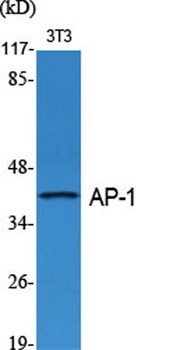 AP-1 antibody