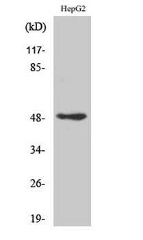 AP-2gamma antibody