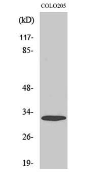 APHC rabbit pAb Antibody