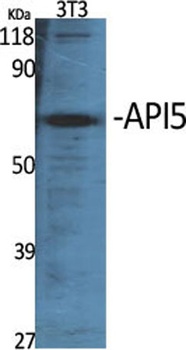 API5 antibody